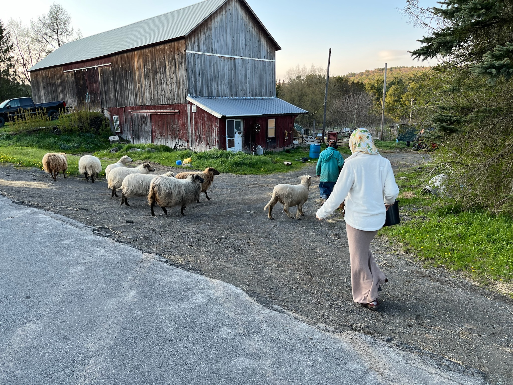 Featured image for “Shepherd or Butcher?”